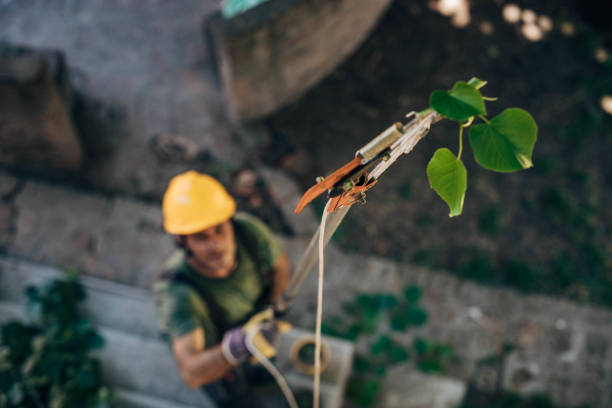 Trusted Arden Arcade, CA Tree Service Experts